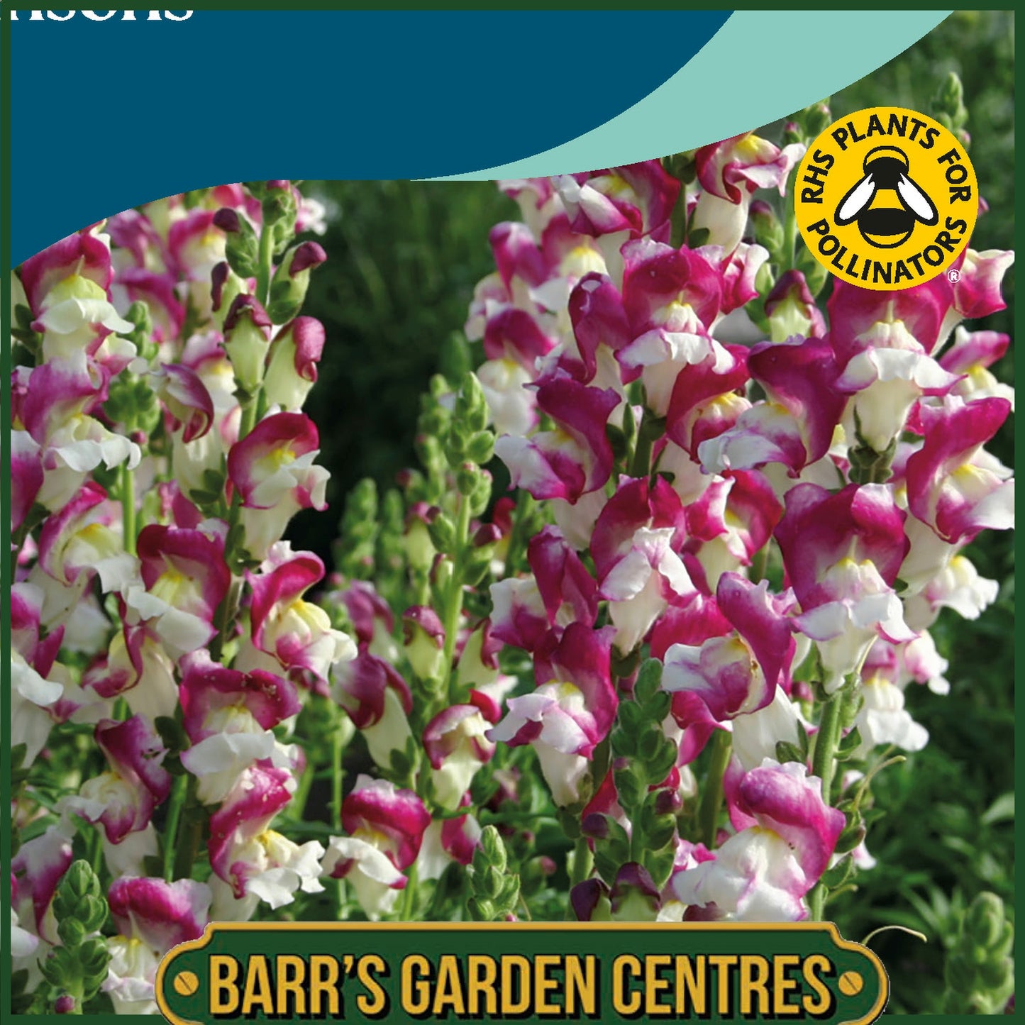 Johnsons - Antirrhinum Cherry Twist - 750 Seeds