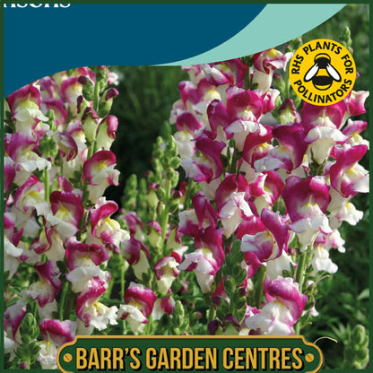 Johnsons - Antirrhinum Cherry Twist - 750 Seeds