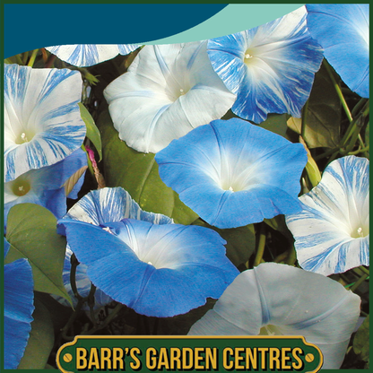 Johnsons - Morning Glory Skylark Mix - 30 Seeds