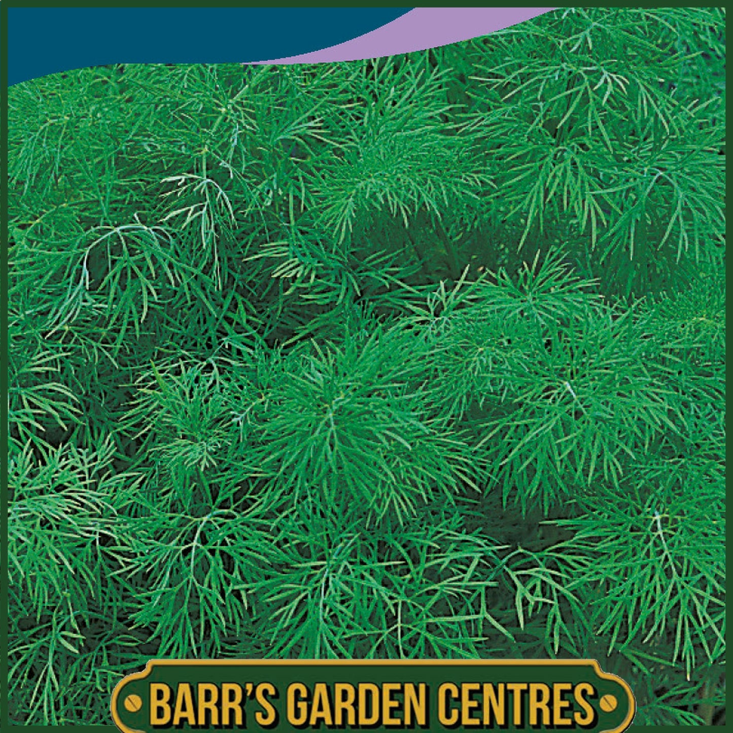Johnsons - Herb - Dill - 500 Seeds