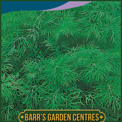 Johnsons - Herb - Dill - 500 Seeds