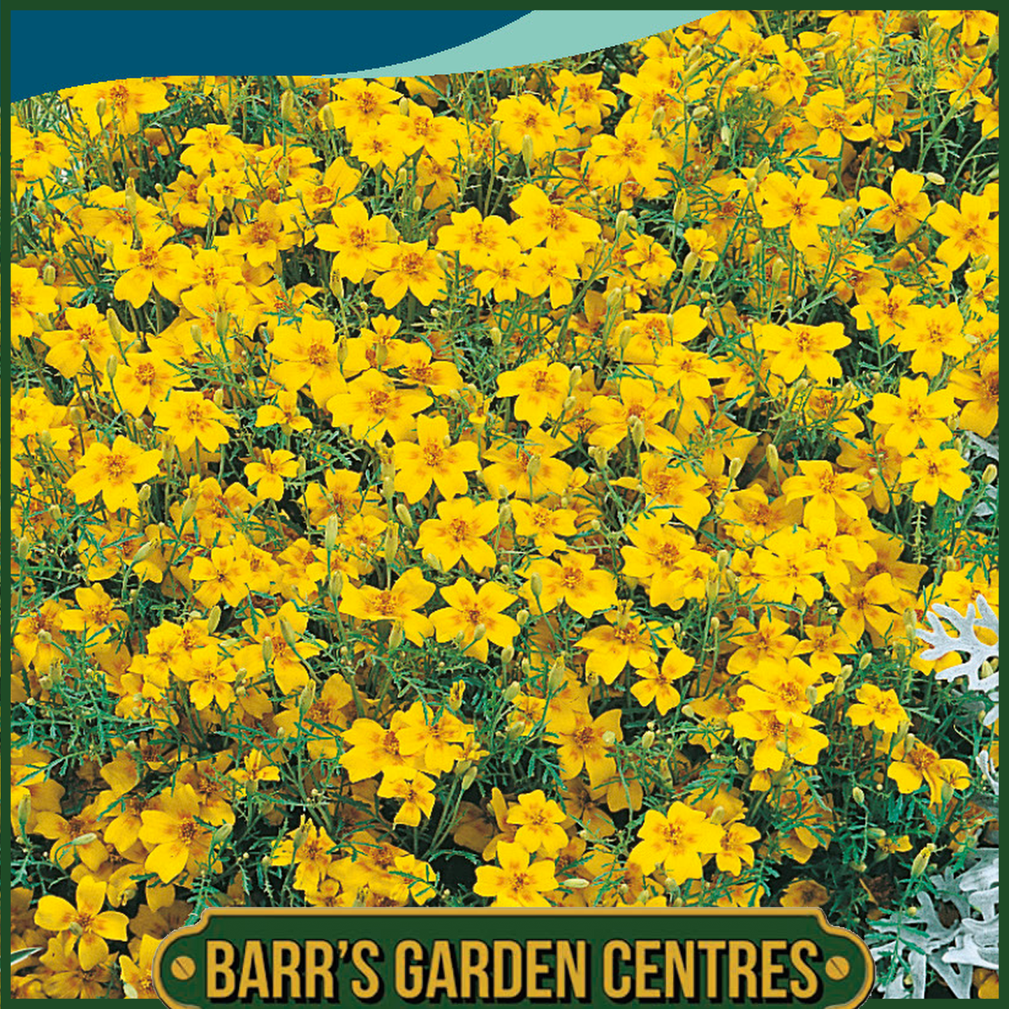 Johnsons - Tagetes Golden Gem - 220 Seeds