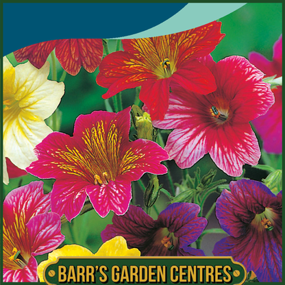 Johnsons - Salpiglossis Bolero Mix - 750 Seeds
