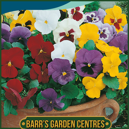 Johnsons - Pansy Special Early Mix F1 - 50 Seeds