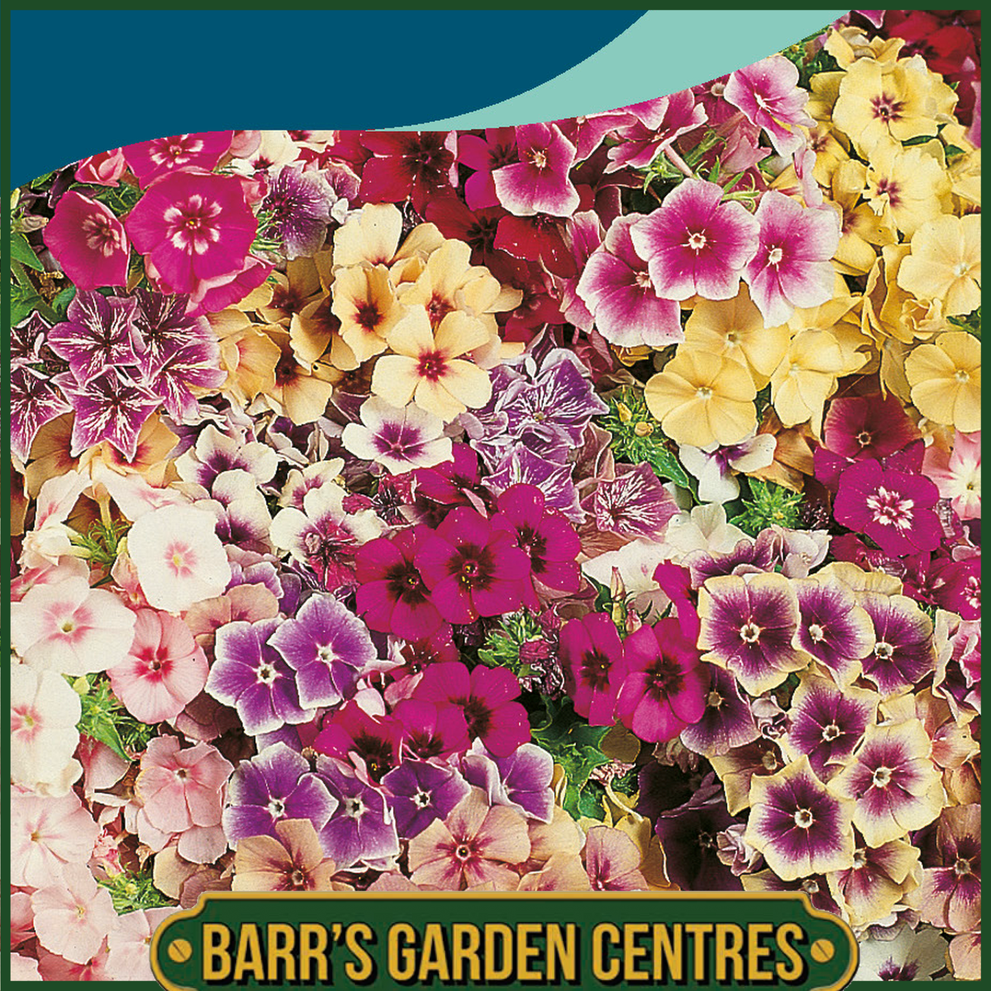 Johnsons - Phlox Tapestry Mix - 175 Seeds