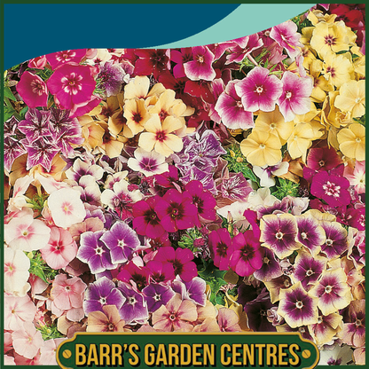 Johnsons - Phlox Tapestry Mix - 175 Seeds