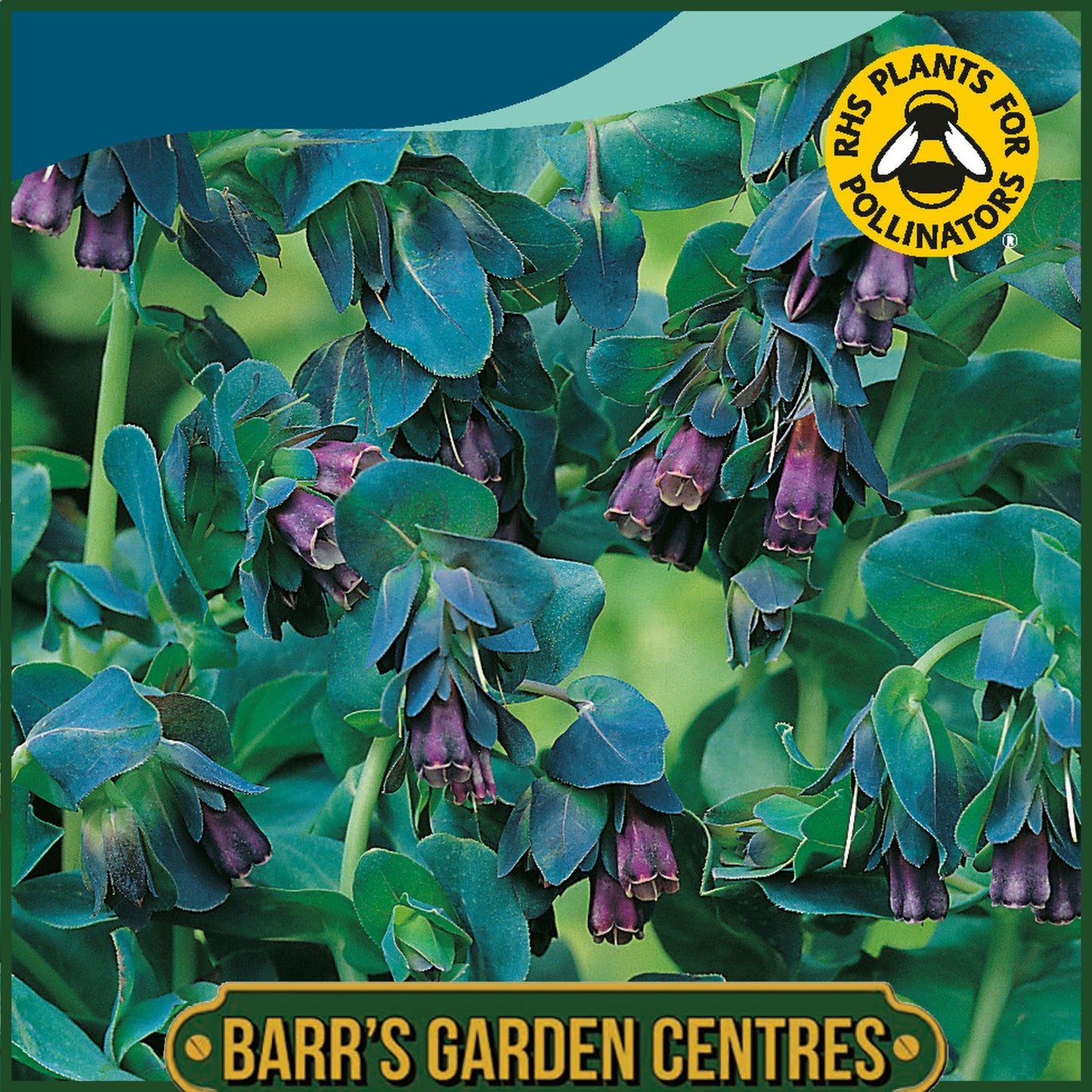 Johnsons - Cerinthe Major Purpurascens - 20 Seeds
