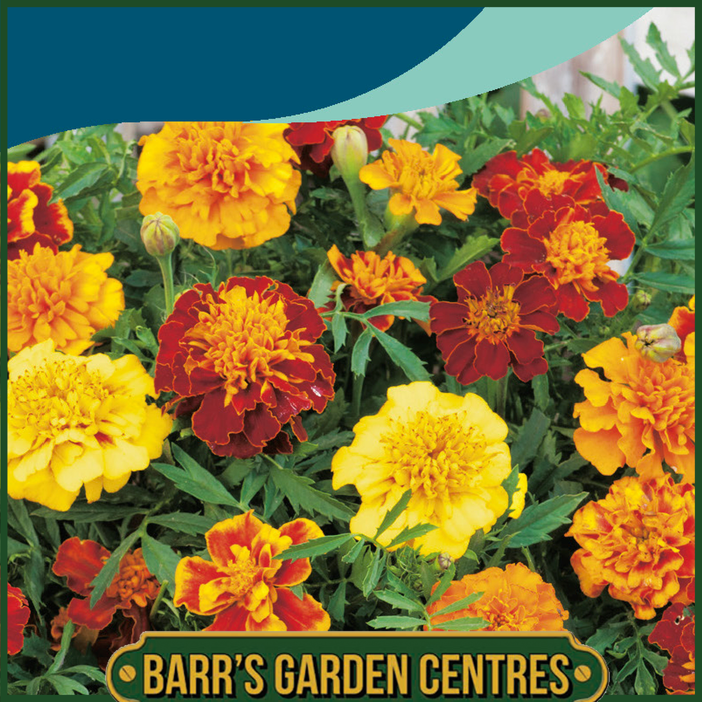 Johnsons - Marigold (French) Bonita Mix - 200 Seeds