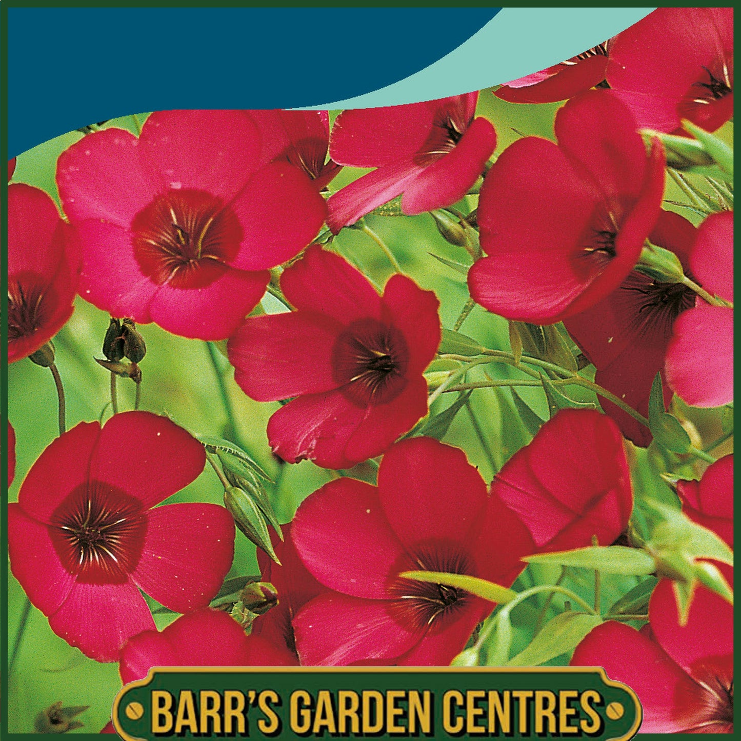 Johnsons - Flax Scarlet - Linum - 450 Seeds