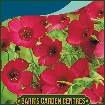 Johnsons - Flax Scarlet - Linum - 450 Seeds