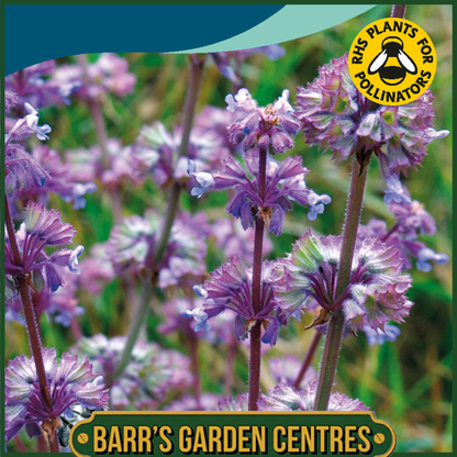 Johnsons - Salvia Verticillata - 50 Seeds