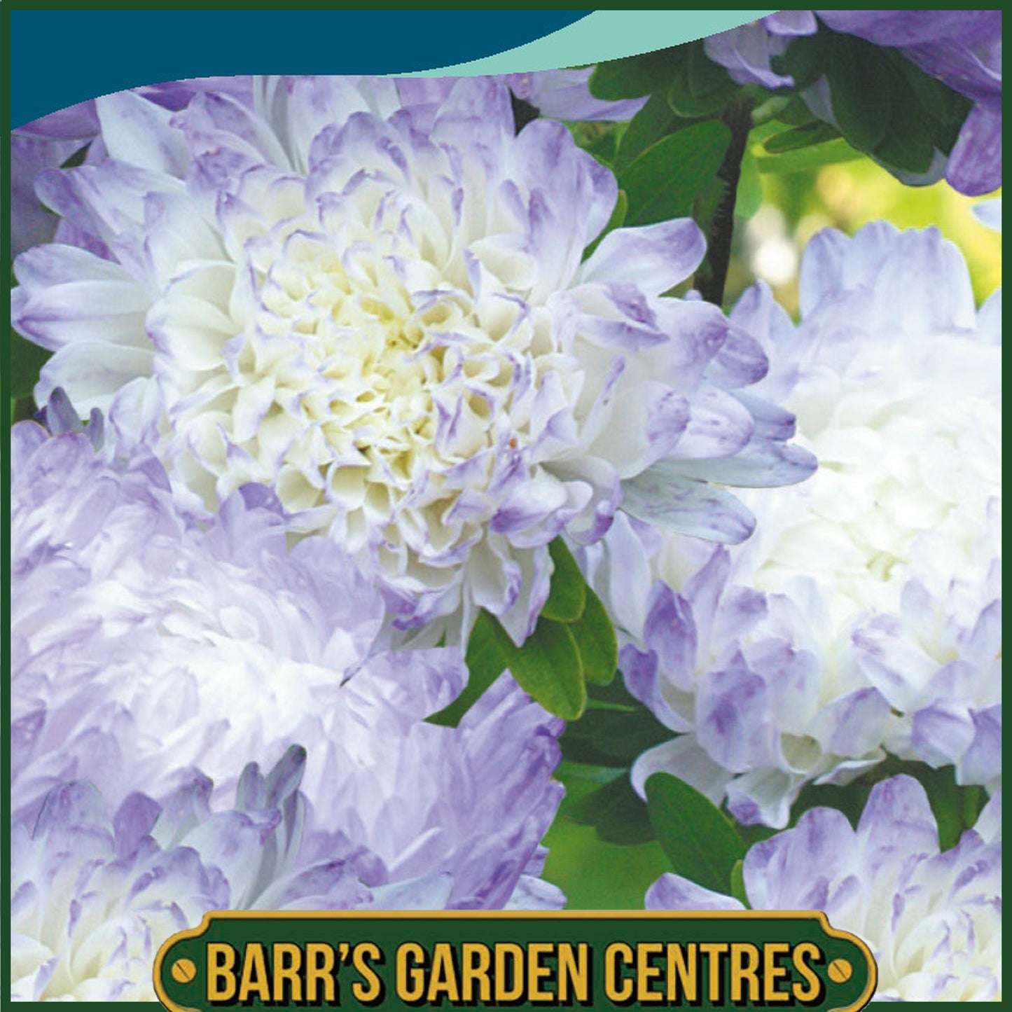 Johnsons - Aster Duchess Blue Ice - 250 Seeds