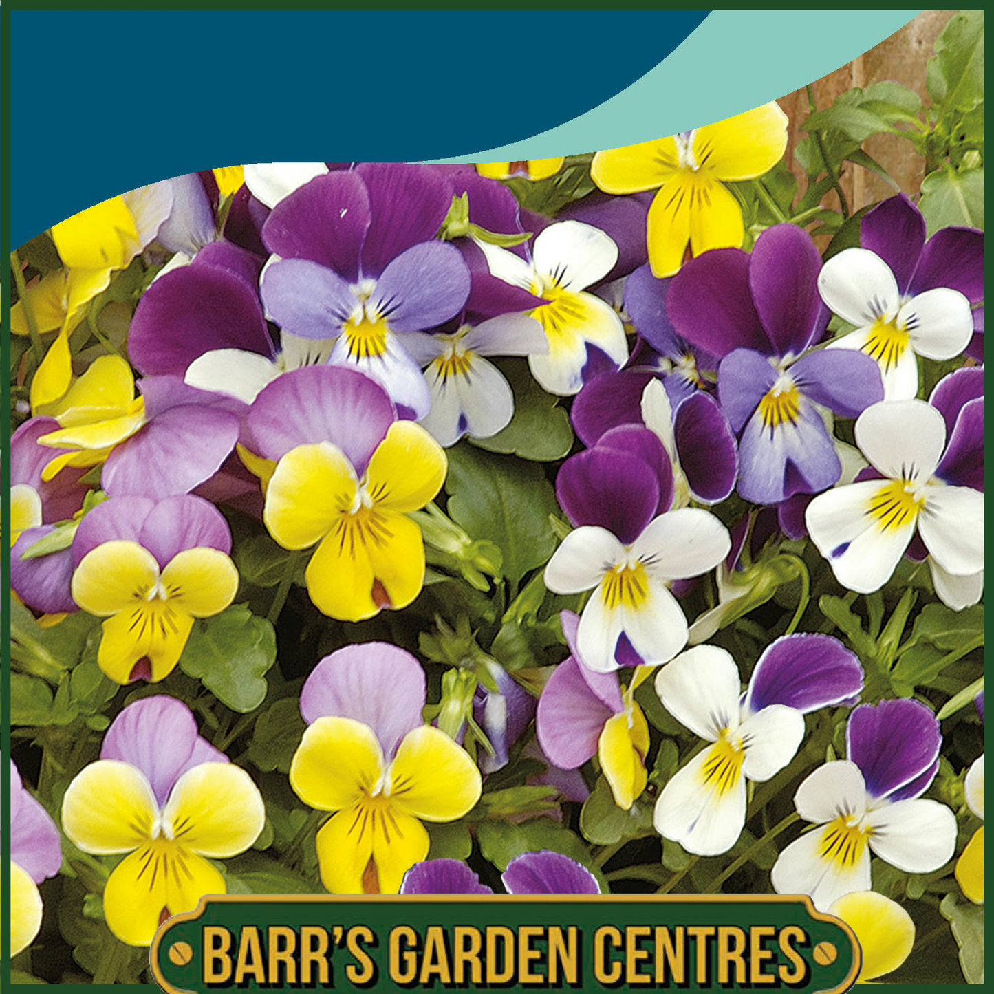 Johnsons - Viola Sweeties Mix - 30 Seeds
