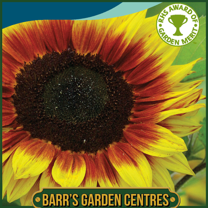 Johnsons - Sunflower Solar Power F1 - 20 Seeds
