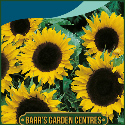 Johnsons - Sunflower Mezzulah F1 - 20 Seeds