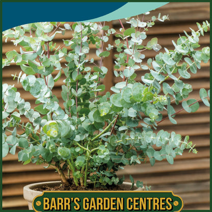 Johnsons - Eucalyptus Pulverulenta Baby Blue - 10 Seeds