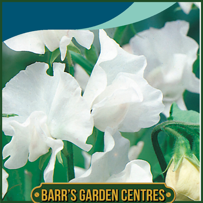 Johnsons - Sweet Pea Swan Lake - 25 Seeds