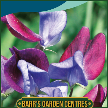 Johnsons - Sweet Pea Cupani - 25 Seeds