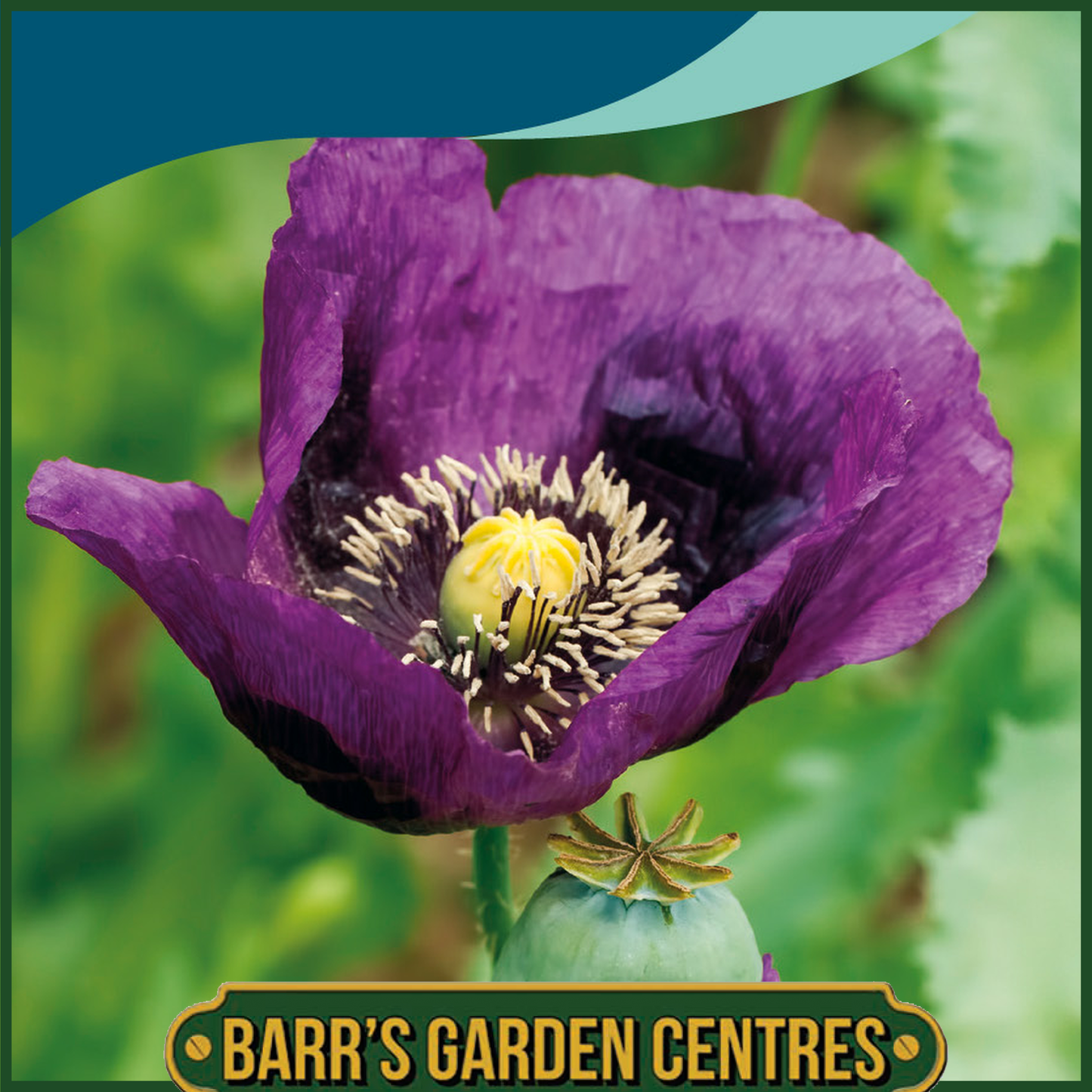 Johnsons - Poppy Laurens Grape - 1000 Seeds