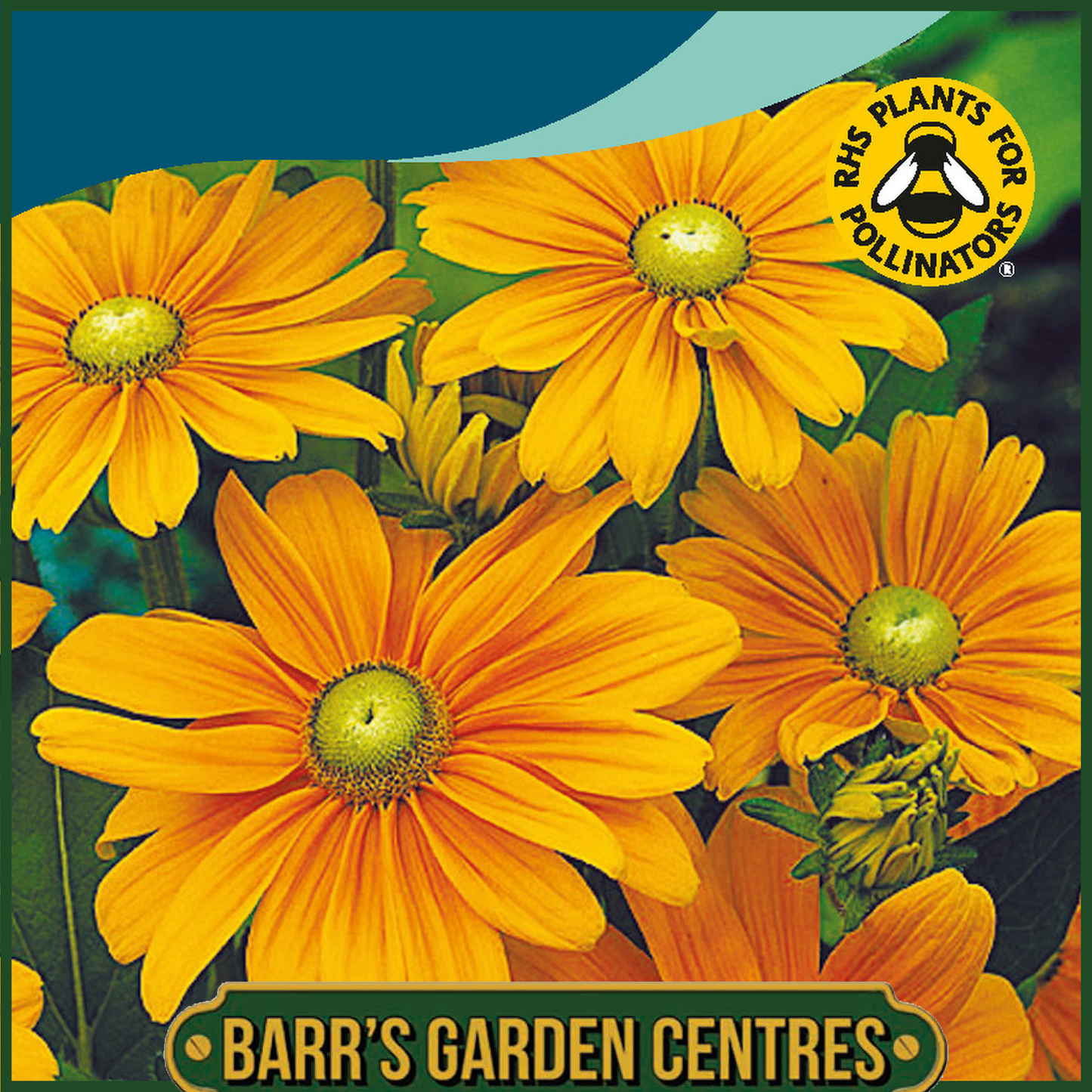 Johnsons - Rudbeckia Irish Spring - 50 Seeds