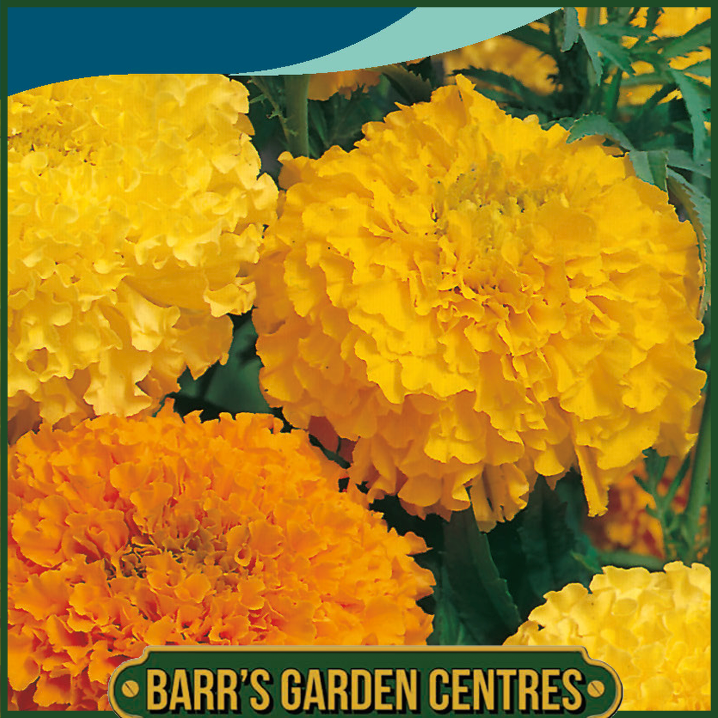 Johnsons - Marigold (African) Double Mix - 150 Seeds