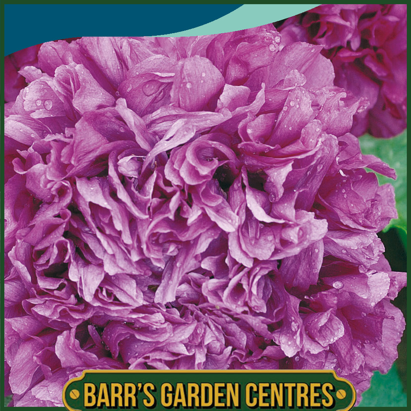 Johnsons - Poppy Paeony Purple Passion - 750 Seeds