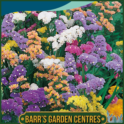 Johnsons - Statice Art Shades Mix - 100 Seeds