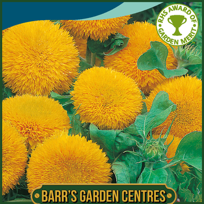 Johnsons - Sunflower Teddy Bear - 40 Seeds