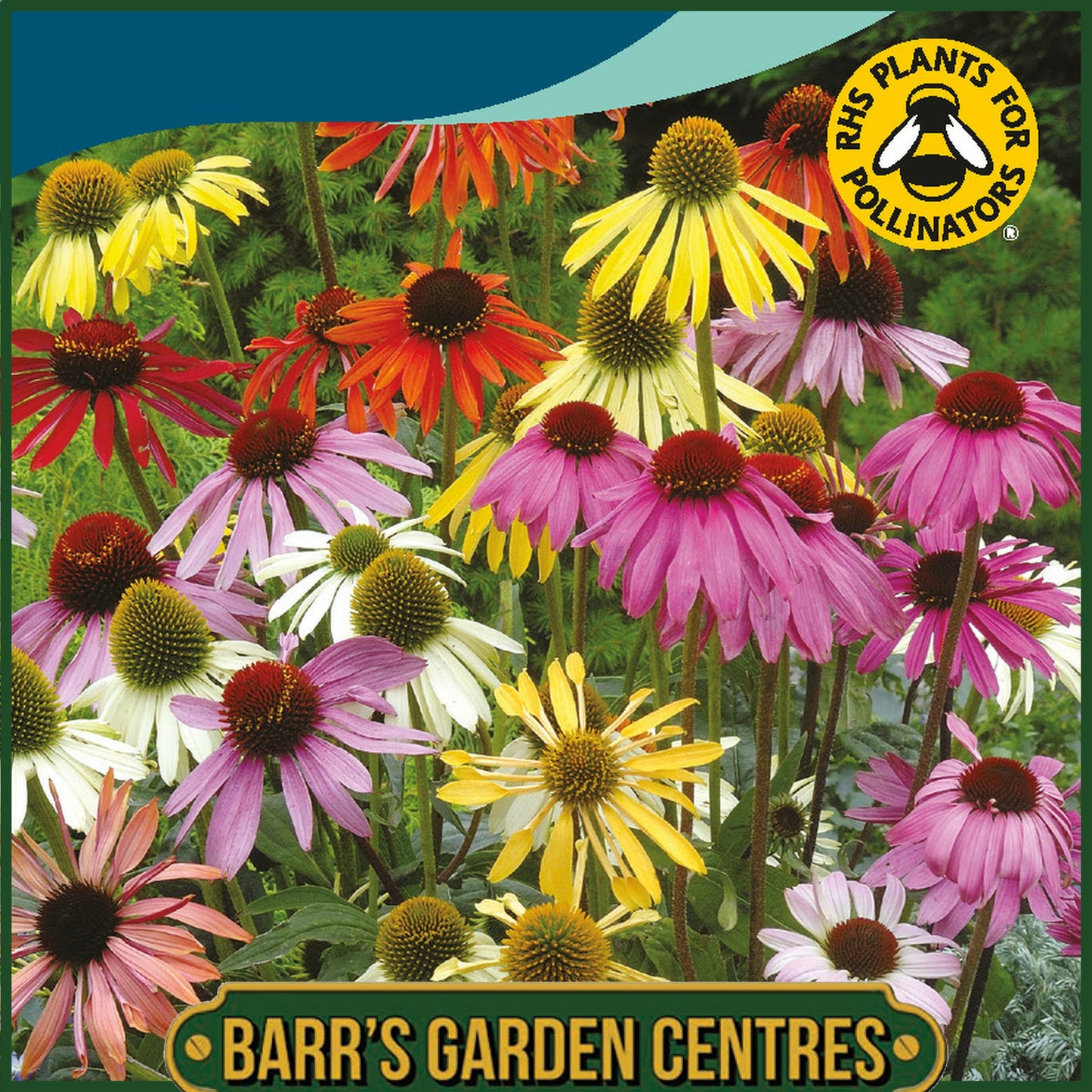 Johnsons - Echinacea Paradiso - 20 Seeds