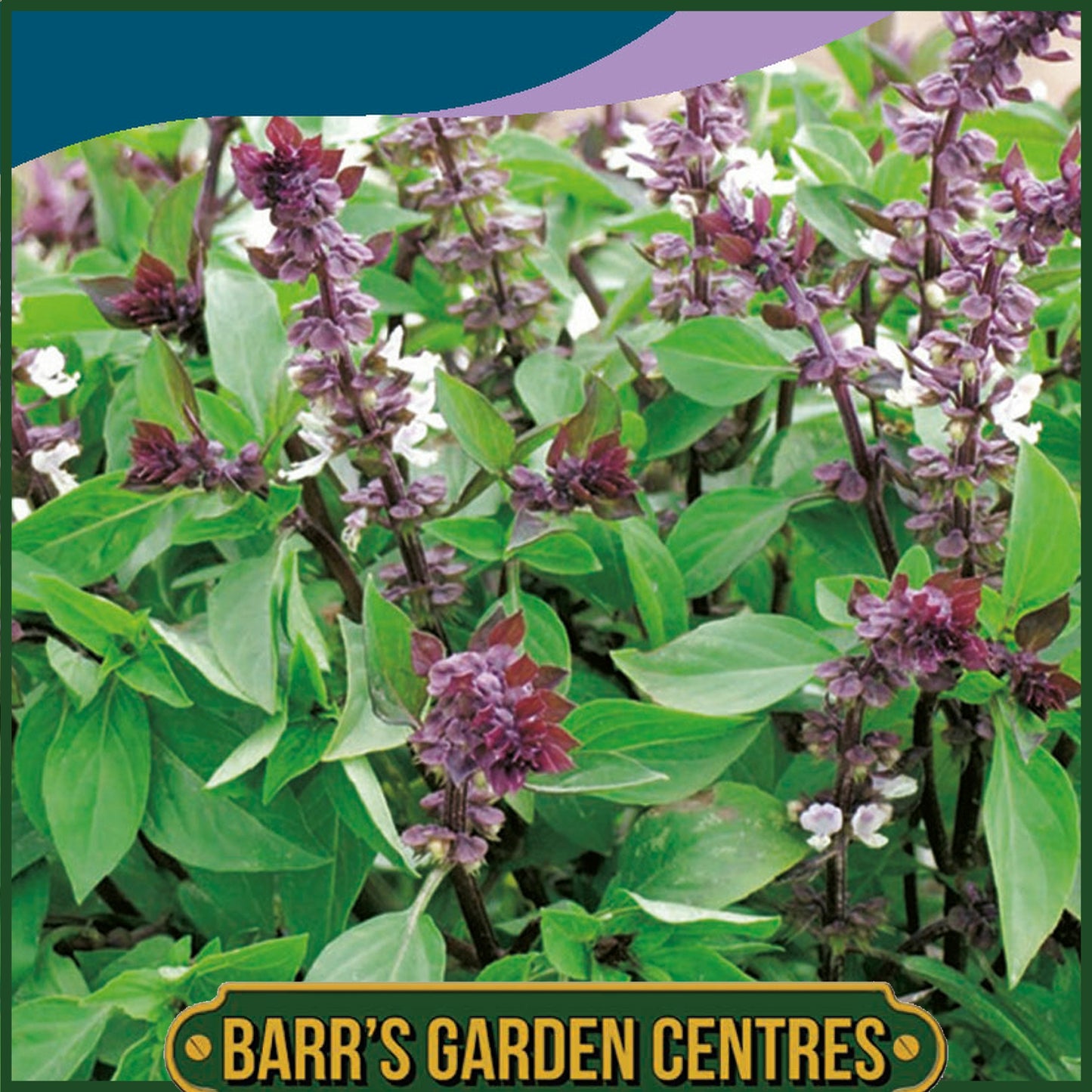 Johnsons - Herb - Basil Thai - 300 Seeds