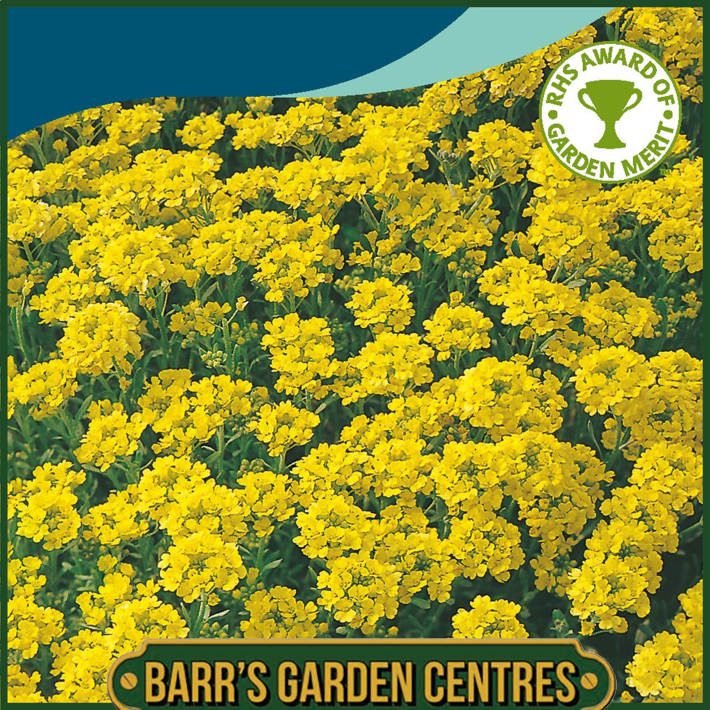 Johnsons - Alyssum (perennial) Gold Dust - 250 Seeds