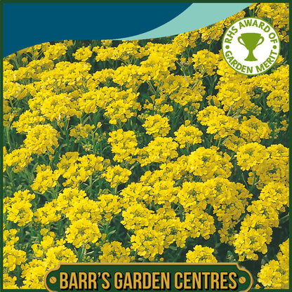 Johnsons - Alyssum (perennial) Gold Dust - 250 Seeds