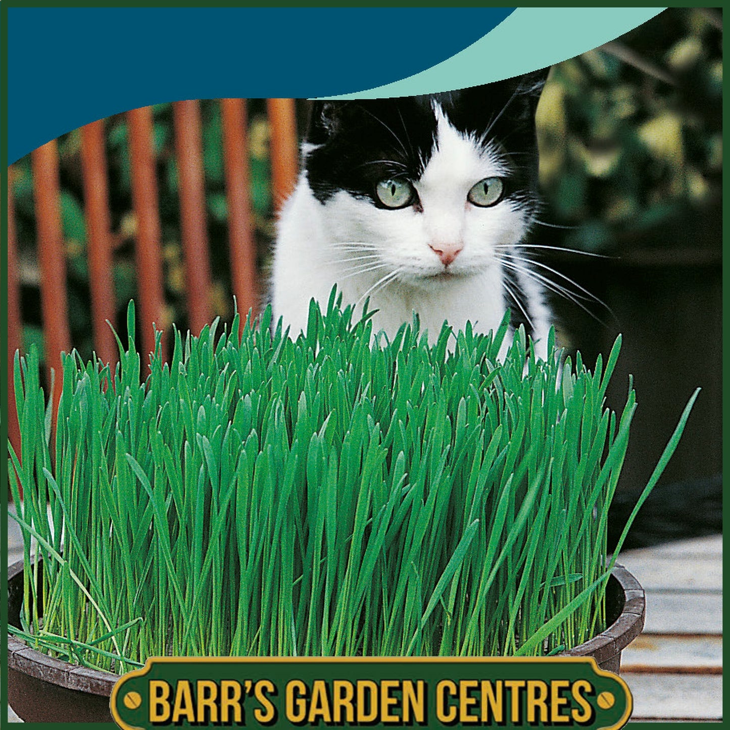 Johnsons - Cat Grass - Avena Sativa - 25g Seeds