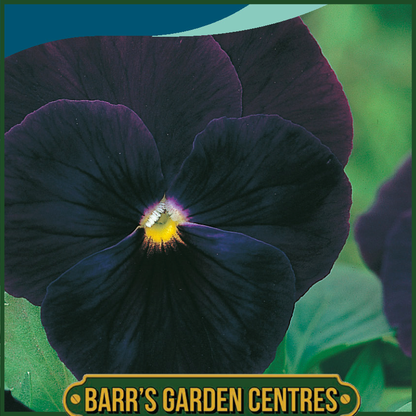 Johnsons - Pansy Black Star - 75 Seeds