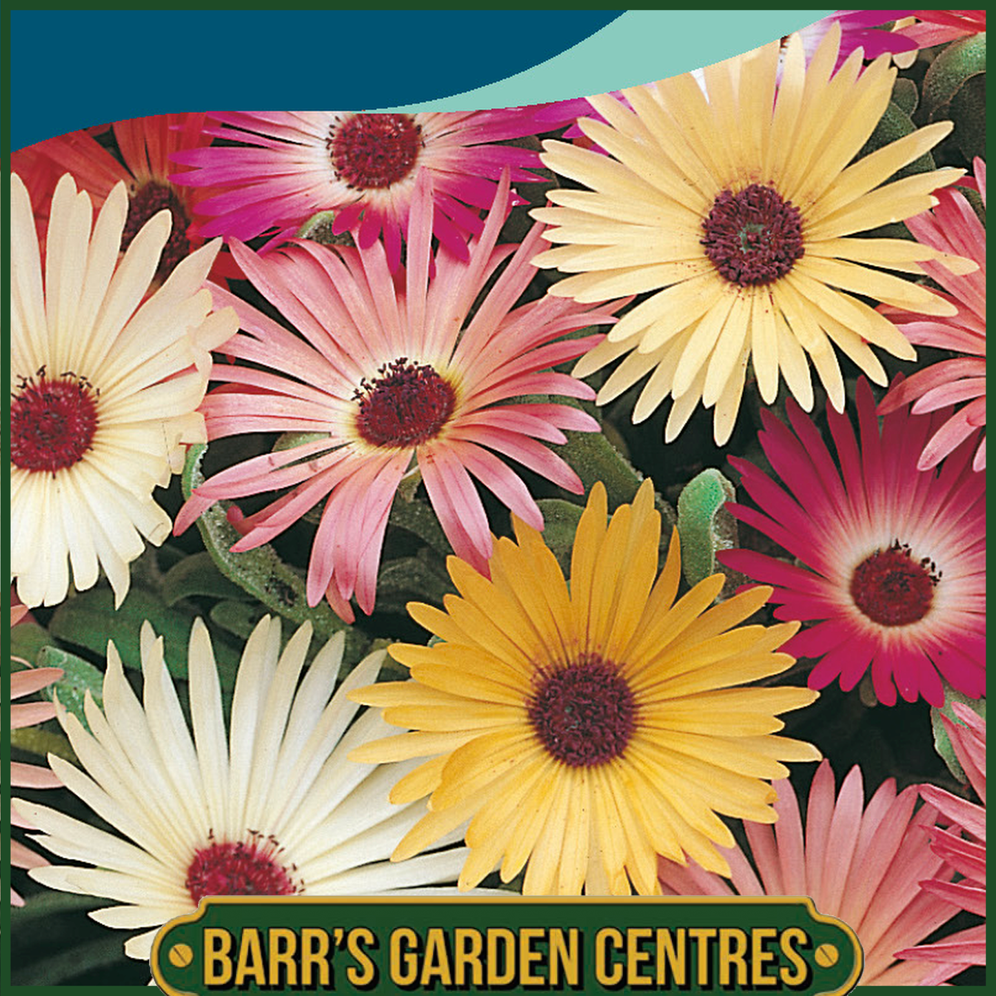 Johnsons - Mesembryanthemum Livingstone Daisy Mix - 2000 Seeds