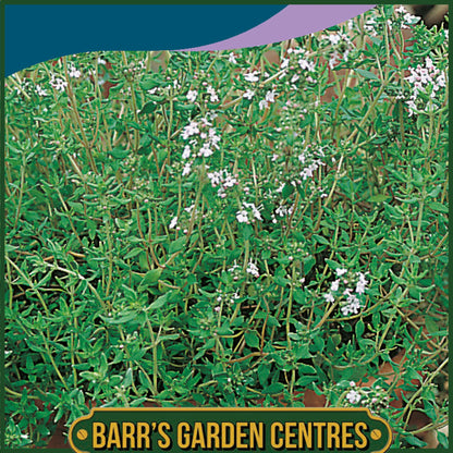Johnsons - Herb - Thyme - 500 Seeds