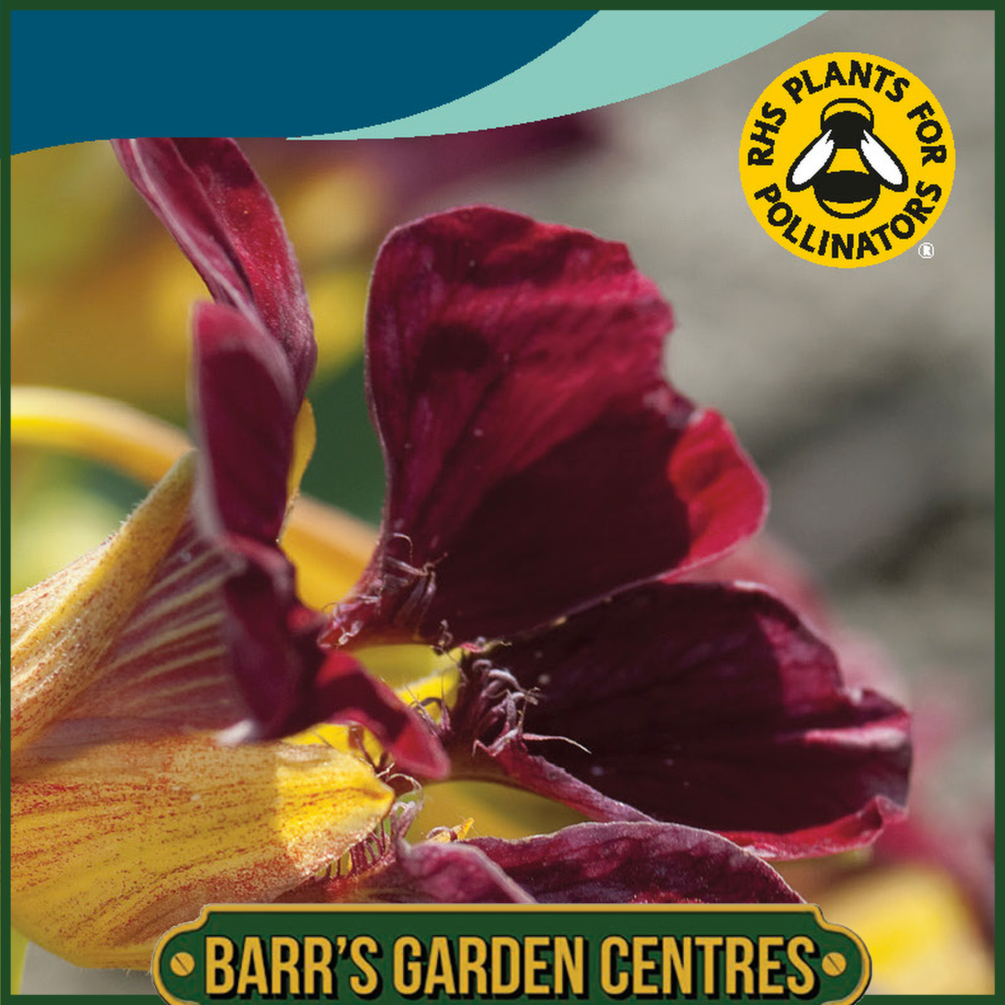 Johnsons - Nasturtium Purple Emperor - 25 Seeds