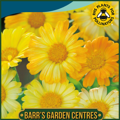 Johnsons - Calendula Daisy Mix - 100 Seeds