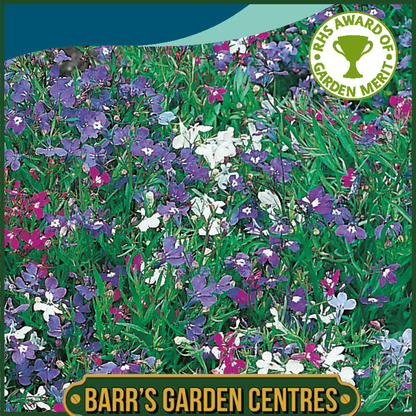 Johnsons - Lobelia String of Pearls - 2500 Seeds