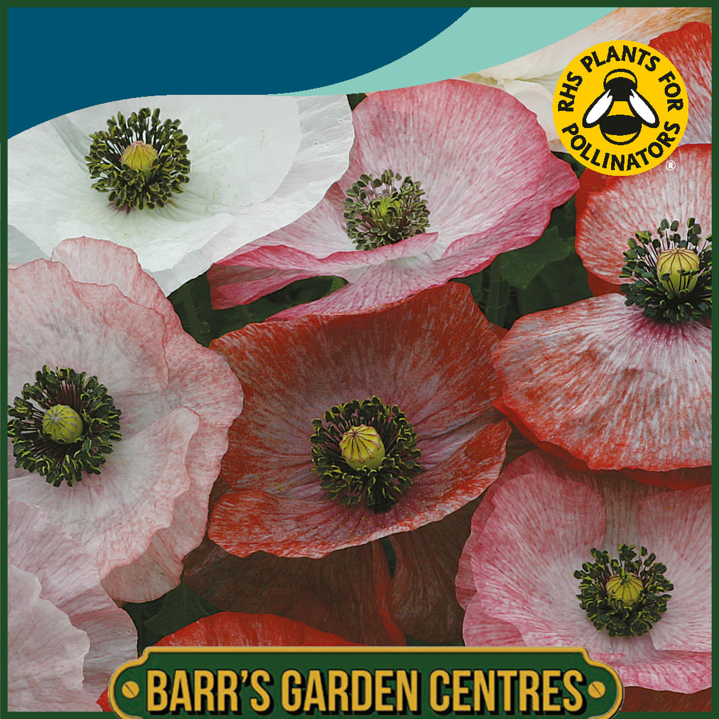 Johnsons - Poppy Mother of Pearl - 1000 Seeds