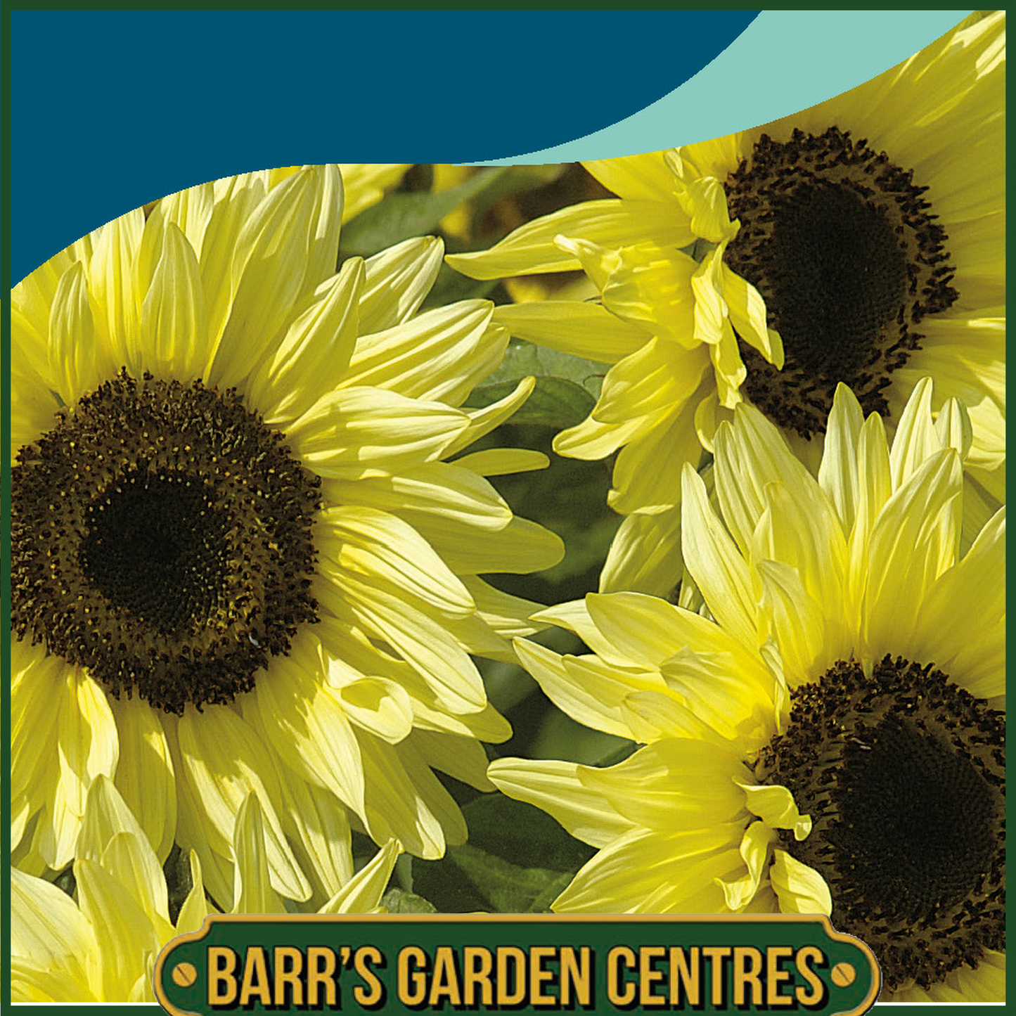 Johnsons - Sunflower Garden Statement - 50 Seeds