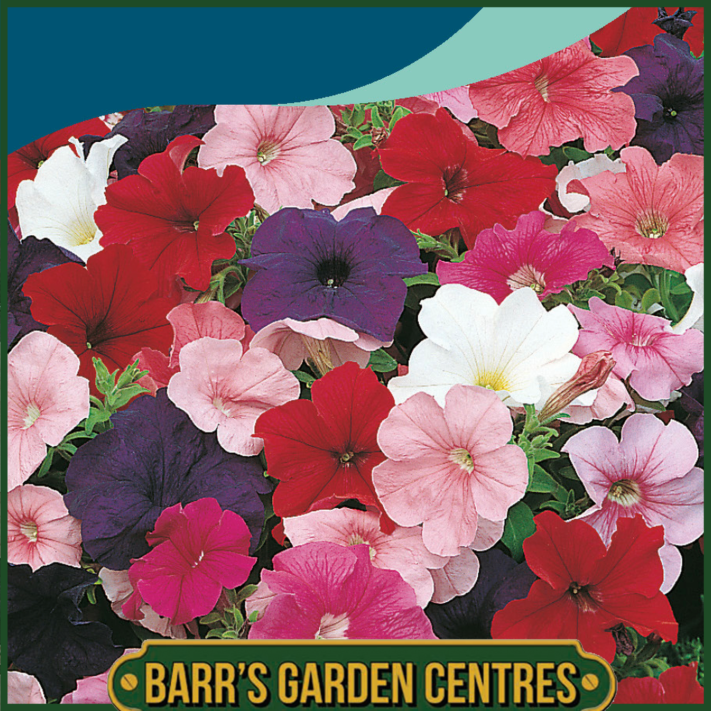 Johnsons - Petunia Special Multiflora Mix F1 - 120 Seeds
