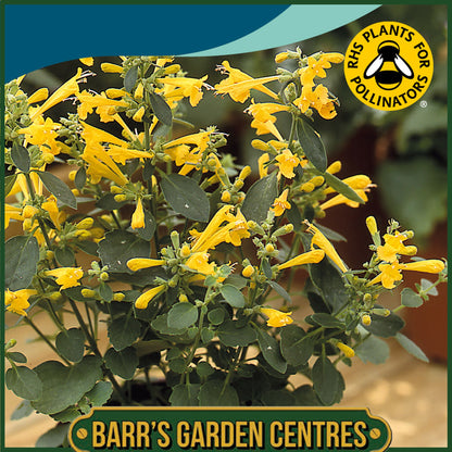 Johnsons - Agastache Sunset Yellow - 50 Seeds