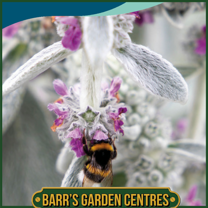 Johnsons - Stachys Furby - 20 Seeds