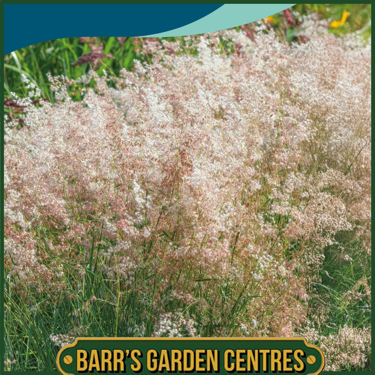 Johnsons - Grass Melinis Silver Queen - 25 Seeds