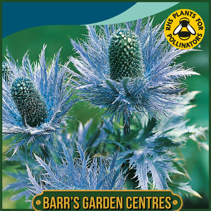 Johnsons - Eryngium Alpinum Superbum - 50 Seeds