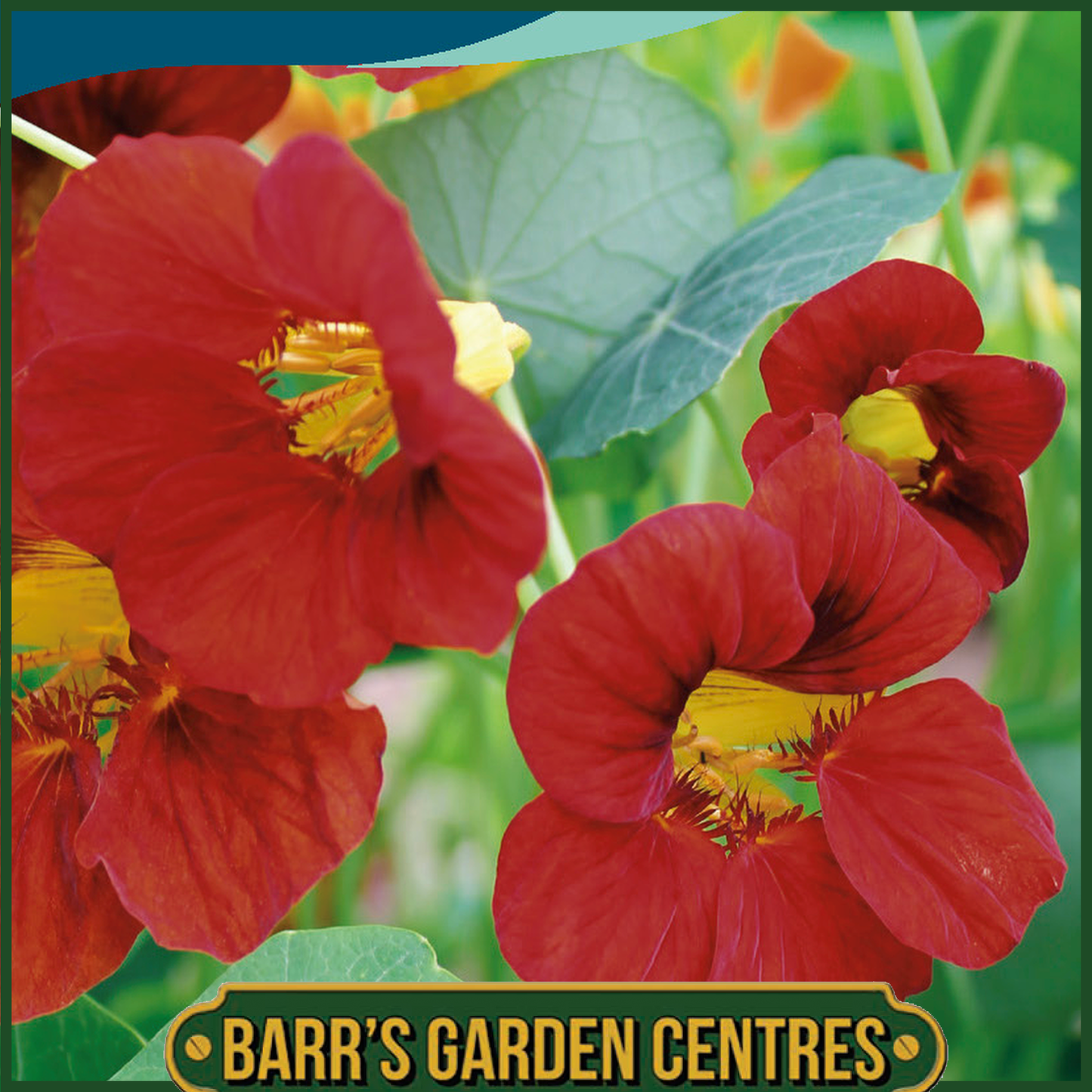 Johnsons - Nasturtium Mahogany Gleam - 25 Seeds