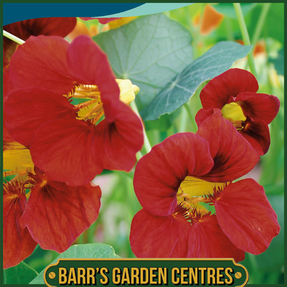 Johnsons - Nasturtium Mahogany Gleam - 25 Seeds