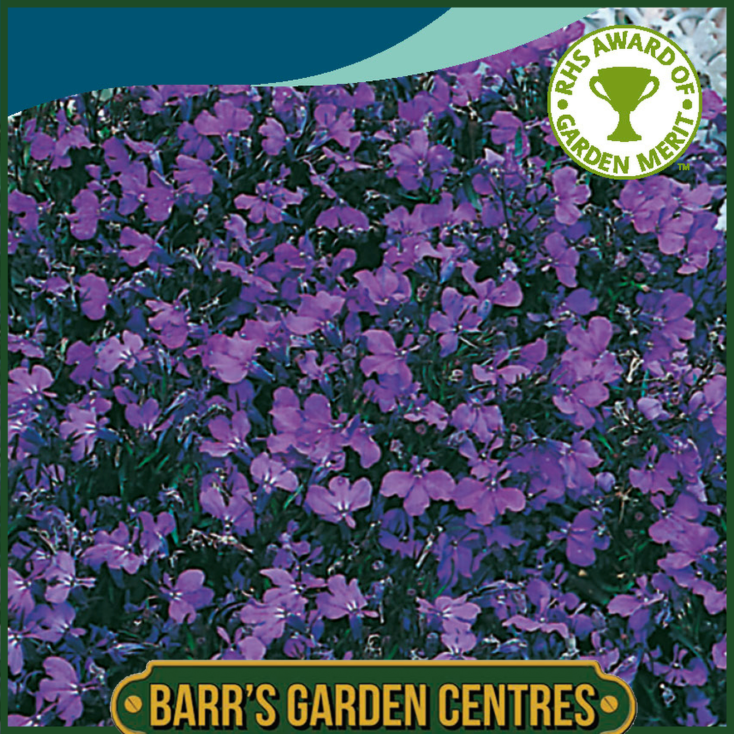 Johnsons - Lobelia Crystal Palace - 2500 Seeds