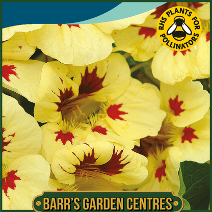 Johnsons - Nasturtium Prince Charming - 25 Seeds
